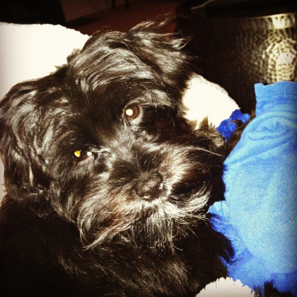 Oskar Blues puppy