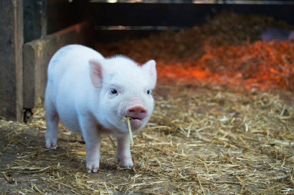 photo of a cute pig with straw in its mouth