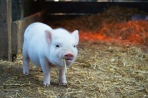 photo of a cute pig with straw in its mouth