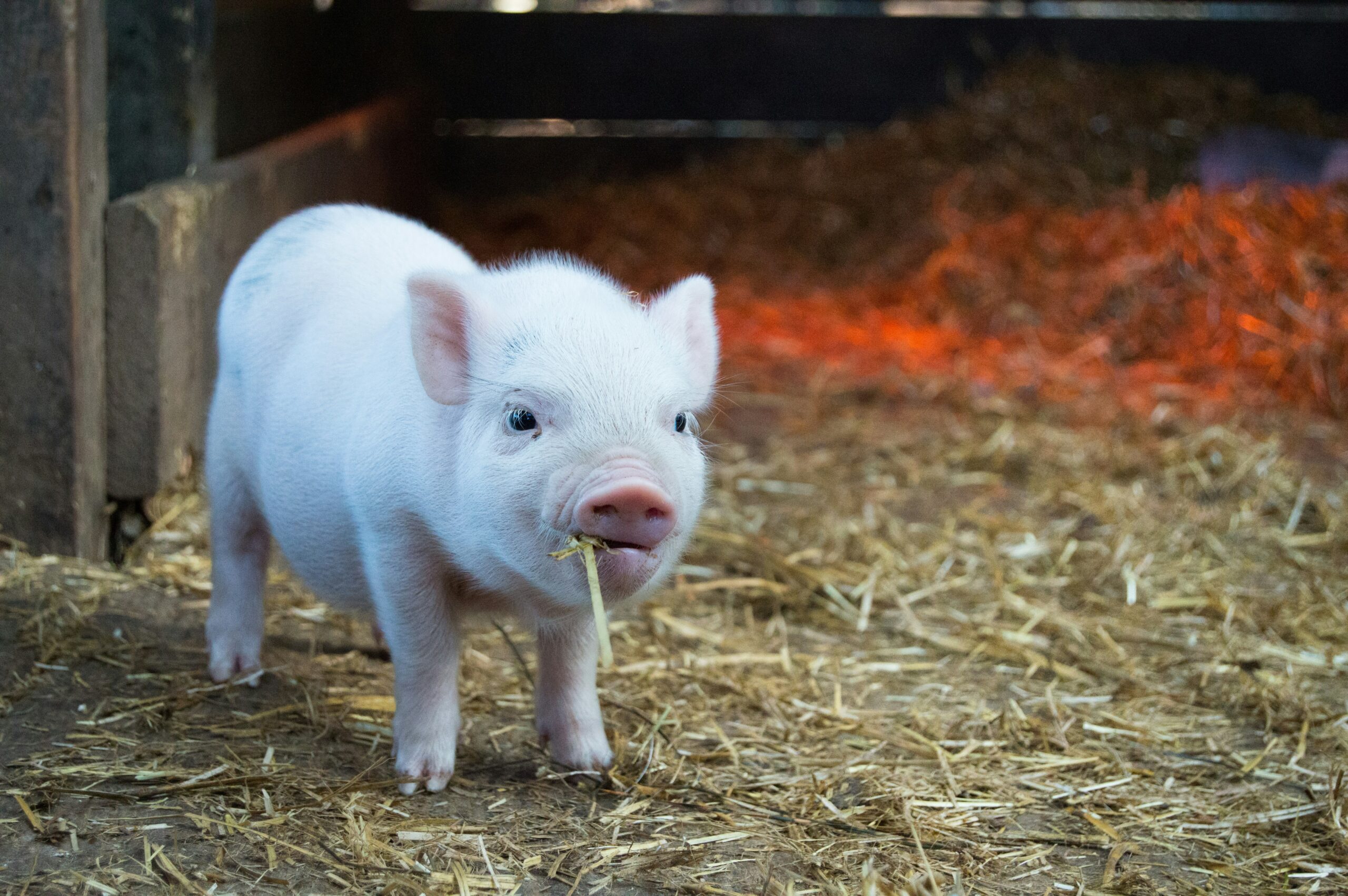 photo of a cute pig with straw in its mouth