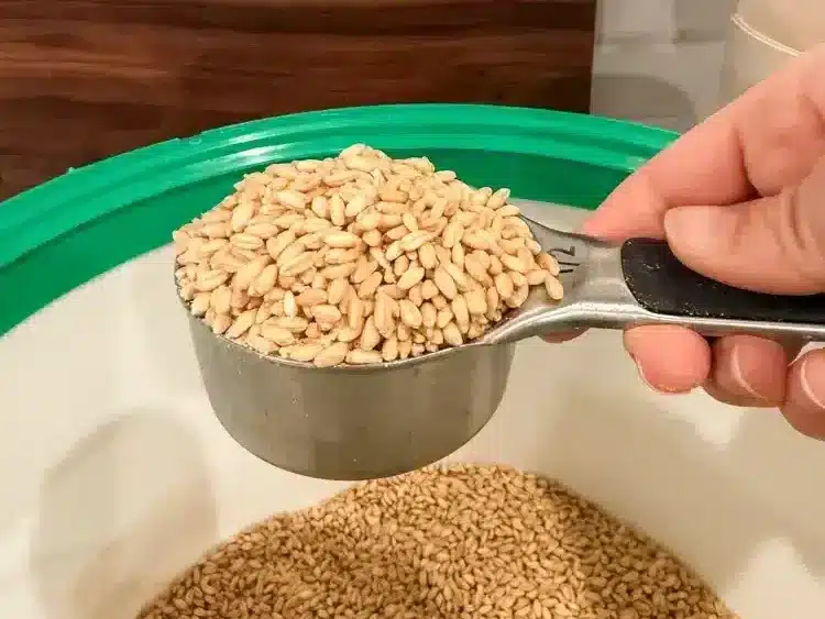 measuring einkorn wheat berries in a 1/2 cup measuring cup